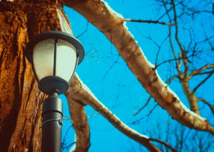 Black Post Lamp Near Tree photo