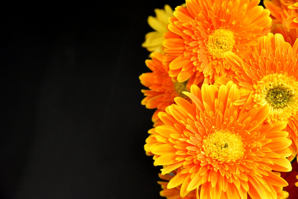 Macro Photography Of Orange Flowers