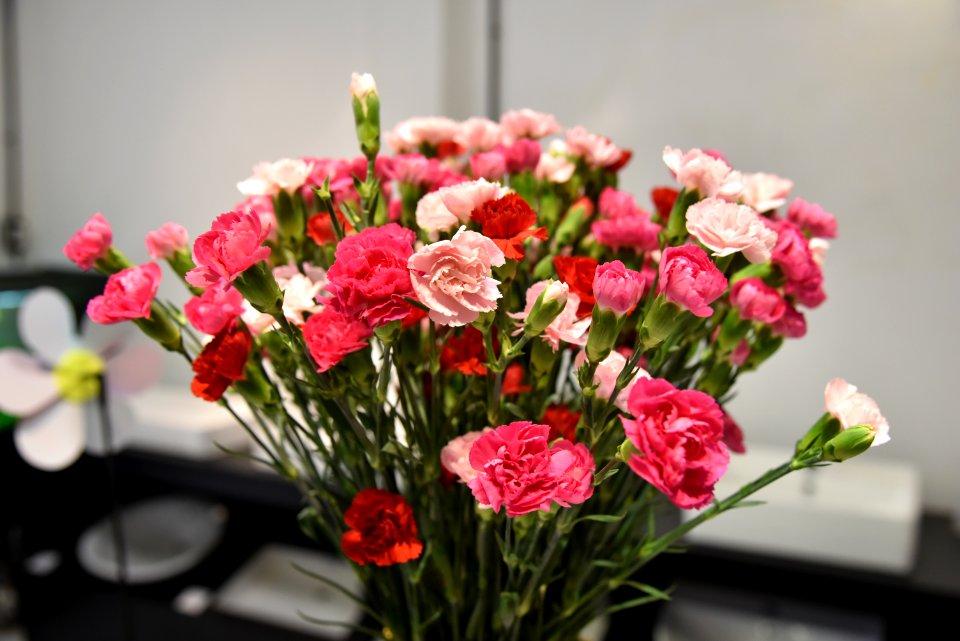 Close Up Photography Of Red And Pink Petaled Flowers photo