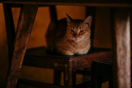 Photography Of Orange Tabby Cat On Chair photo