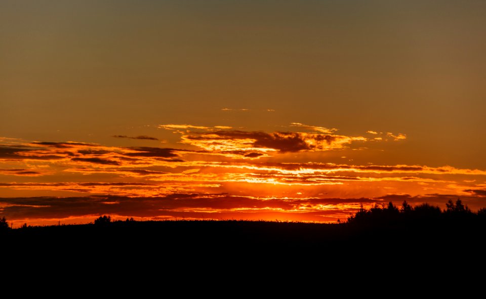 Silhoutte Of Trees During Golden Hour