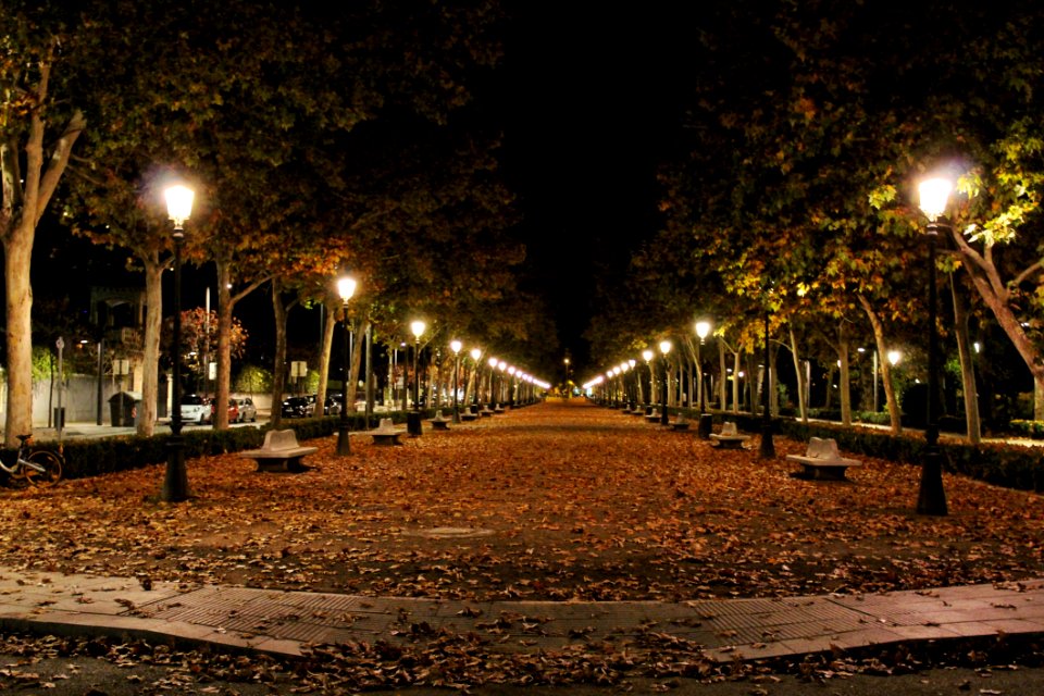 Column Of Lighted Lamp Posts