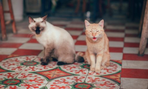 Close-Up Photography Of Two Cats
