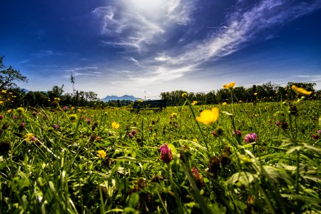 Bed Of Flowers photo