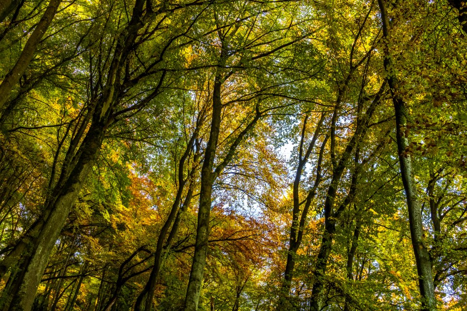 Trees