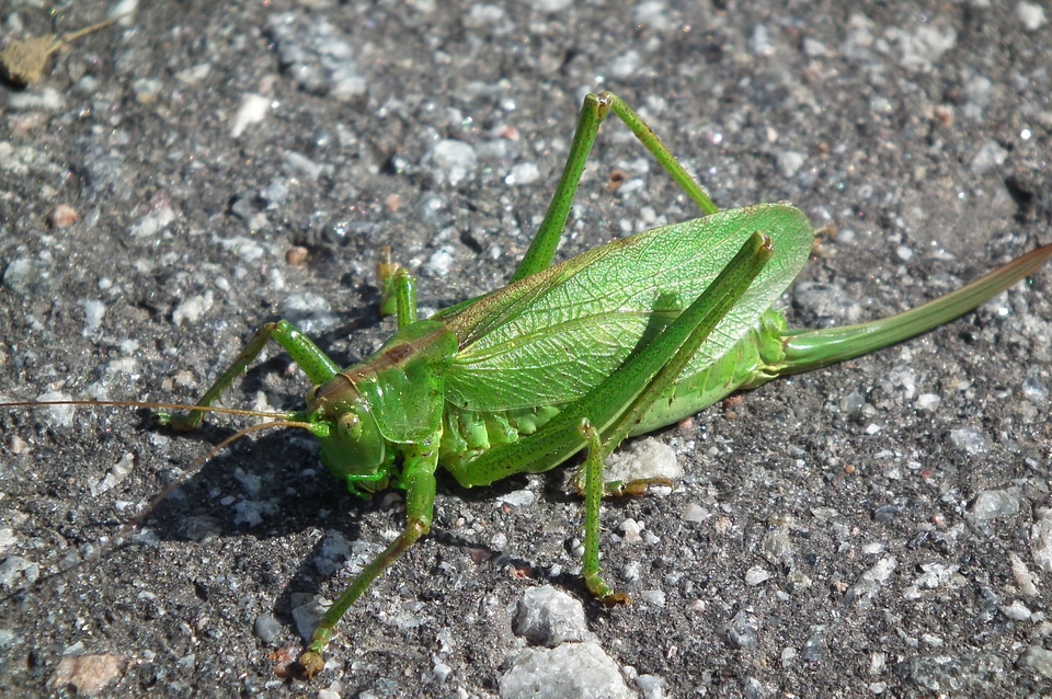 Locusts green insect