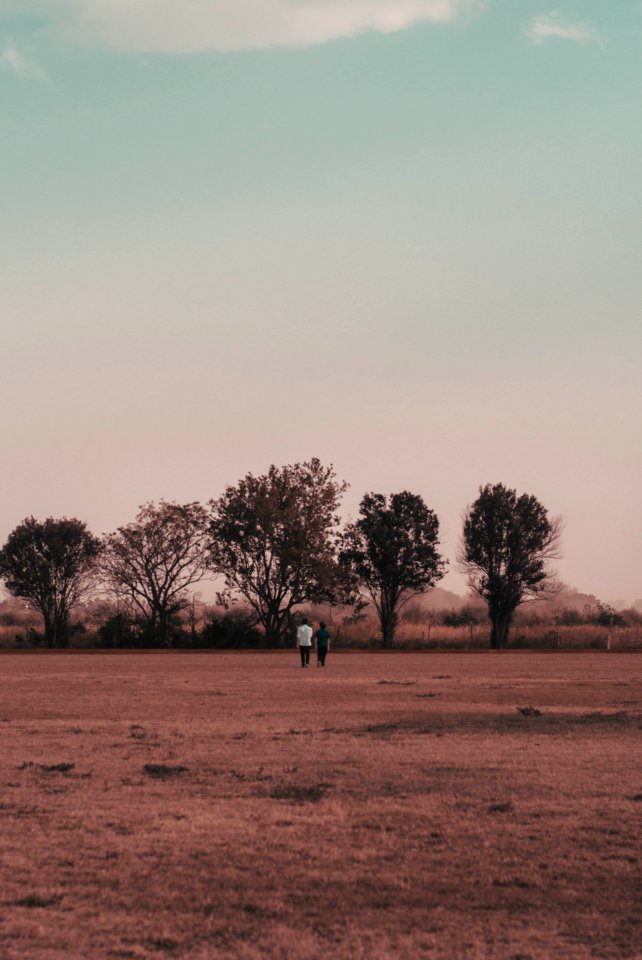 Five Black Trees Under Blue Sky