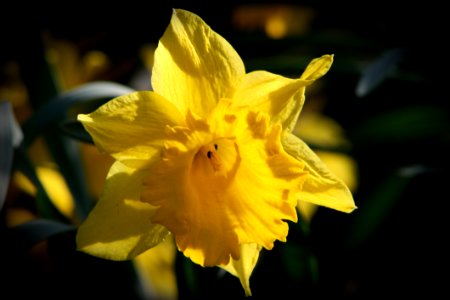 Flower Yellow Plant Flora