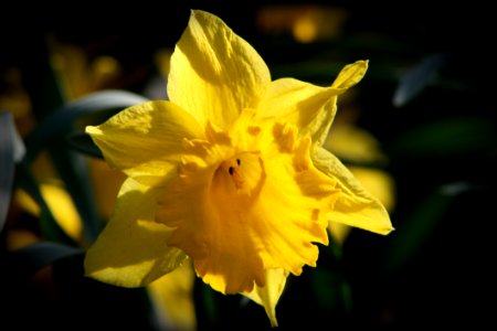 Flower Yellow Plant Flora photo