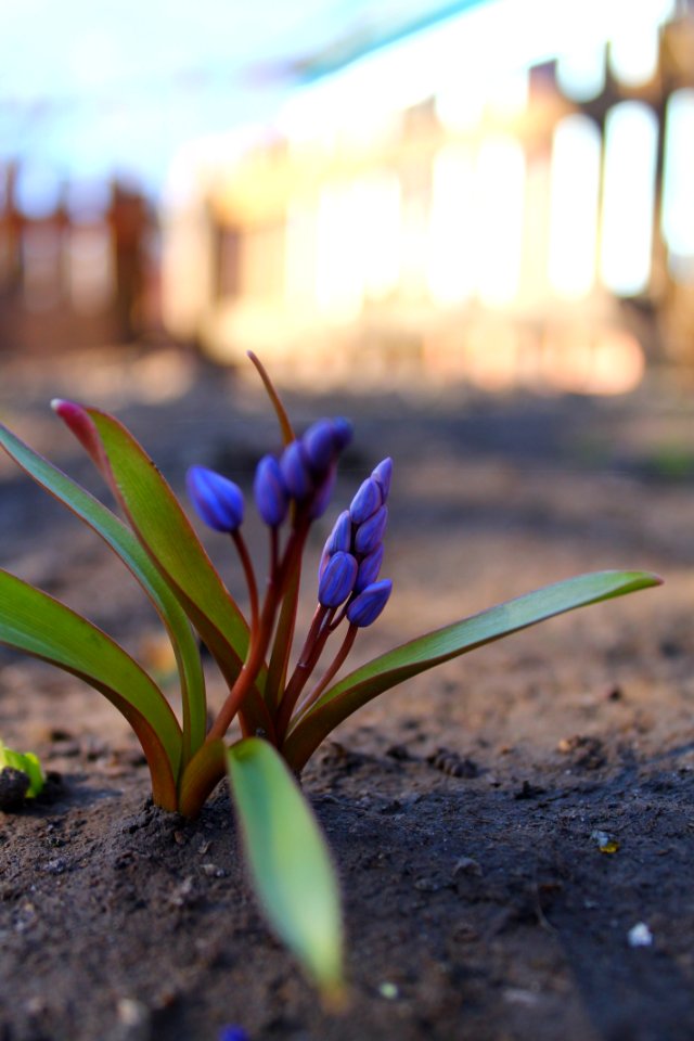 Plant Flower Flora Spring