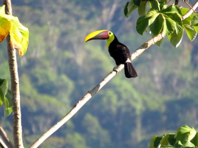 Bird Toucan Beak Ecosystem photo