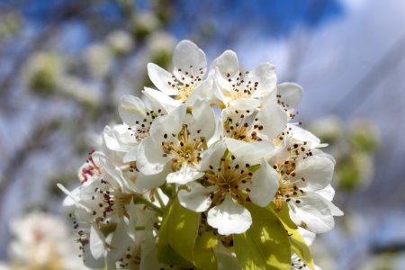White Blossom Flower Spring photo