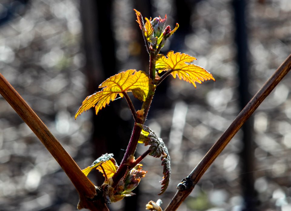 Plant Branch Flora Spring