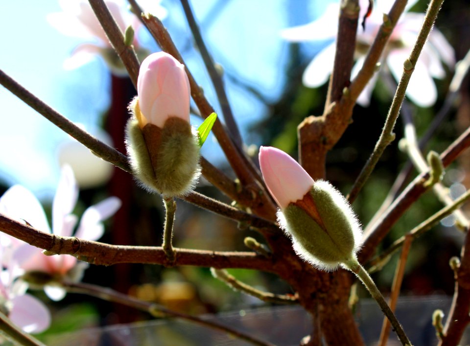 Plant Flora Branch Bud