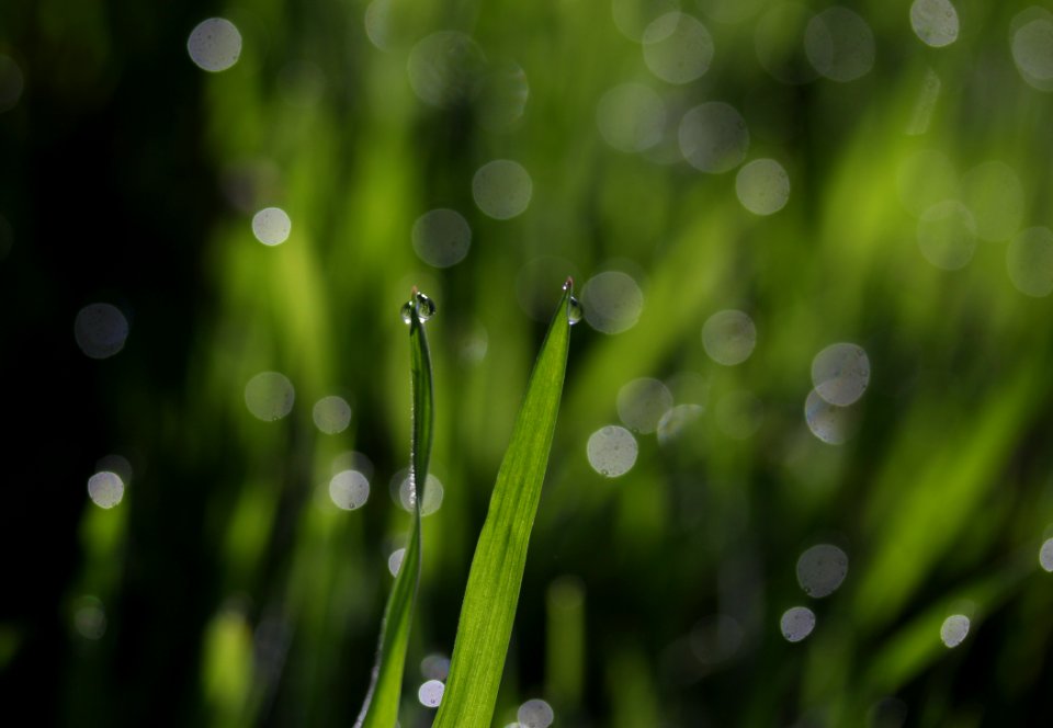 Water Dew Moisture Drop