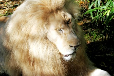 Wildlife Lion Fauna Terrestrial Animal photo