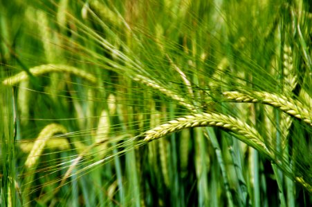 Food Grain Field Barley Triticale