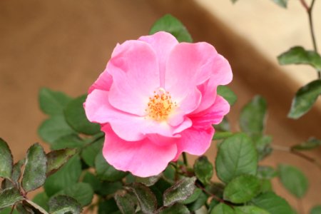 Flower Rose Family Rose Pink