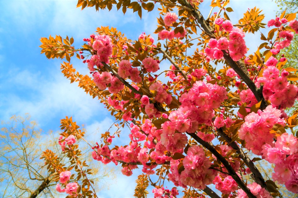 Pink Blossom Flower Spring