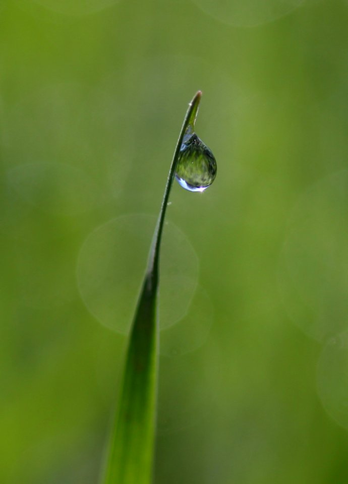 Water Dew Moisture Drop