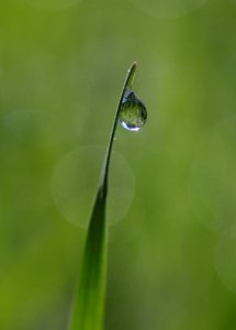 Water Dew Moisture Drop