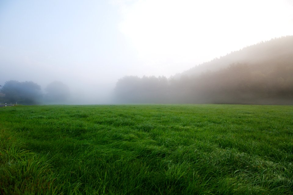 Grassland Green Grass Field