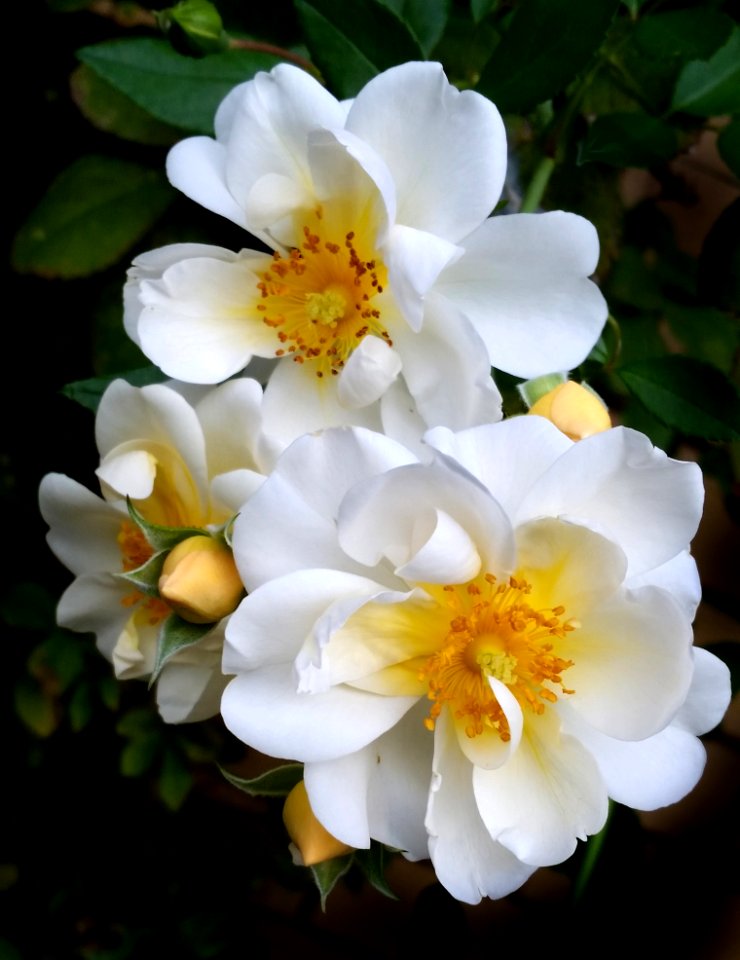 Flower Rose Family Flowering Plant Rose