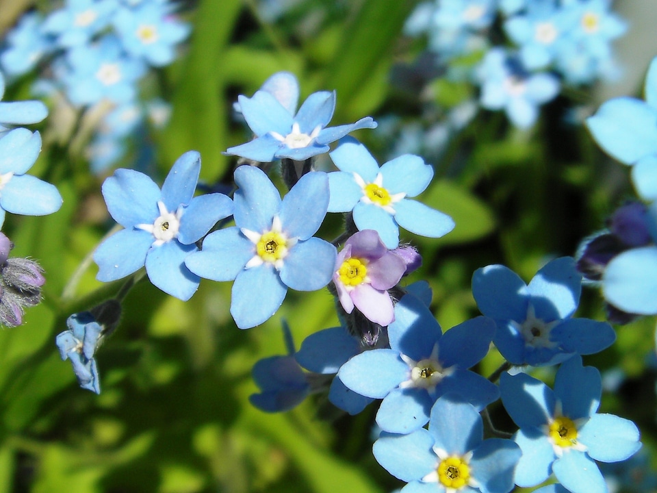 Blue blue stickseed hackelia micrantha