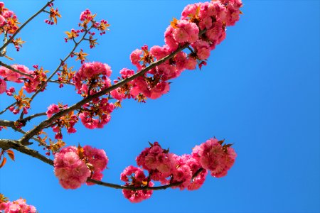 Blossom Branch Sky Pink photo