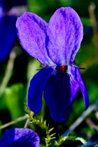 Blue Flower Violet Purple photo
