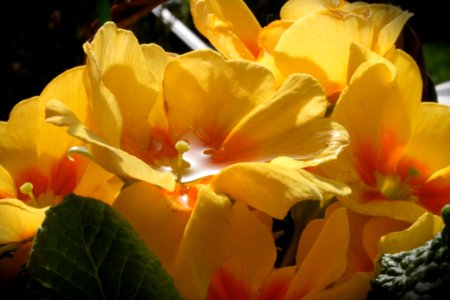 Flower Yellow Plant Wildflower photo