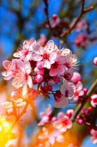 Blossom Pink Branch Spring photo