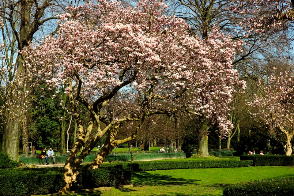 Tree Plant Blossom Spring