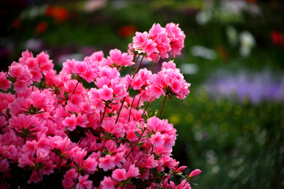 Flower Plant Pink Flowering Plant