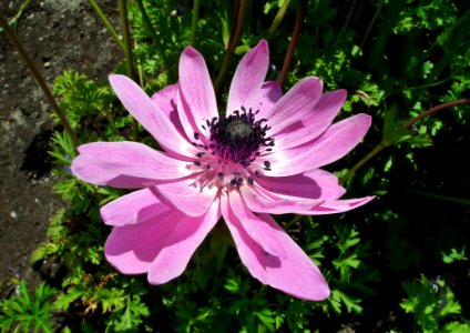 Flower Flora Plant Garden Cosmos