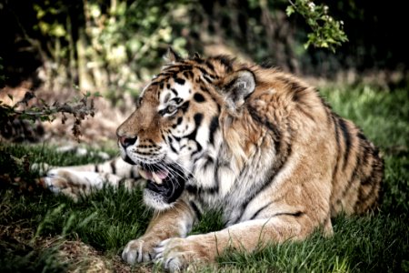 Wildlife Tiger Mammal Fauna photo
