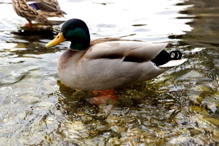 Duck Bird Mallard Water Bird