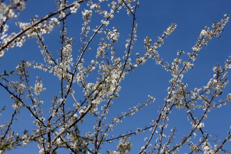Branch Blossom Sky Tree