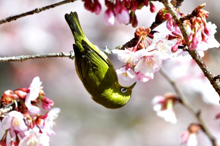 Blossom Flower Spring Branch