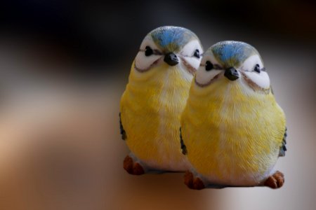Bird Common Pet Parakeet Parakeet Beak
