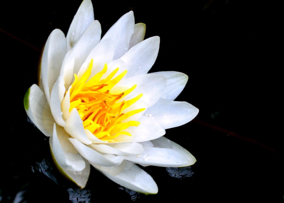 Flower White Flora Yellow