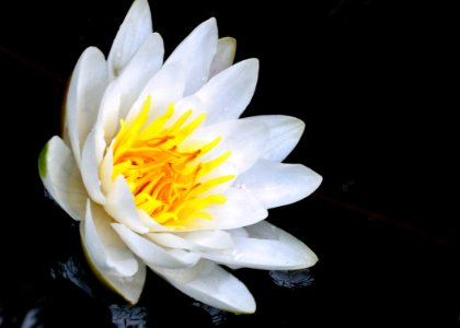 Flower White Flora Yellow