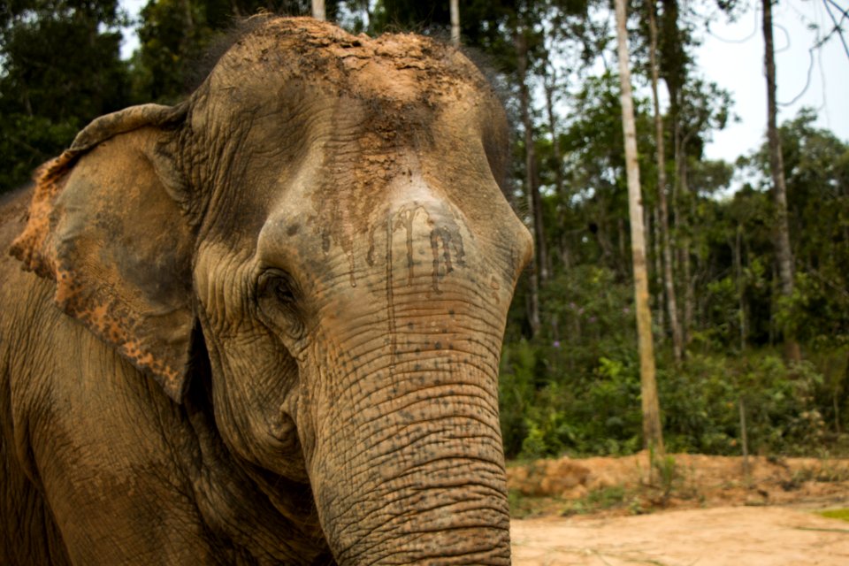 Elephant Elephants And Mammoths Terrestrial Animal Wildlife