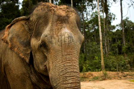 Elephant Elephants And Mammoths Terrestrial Animal Wildlife
