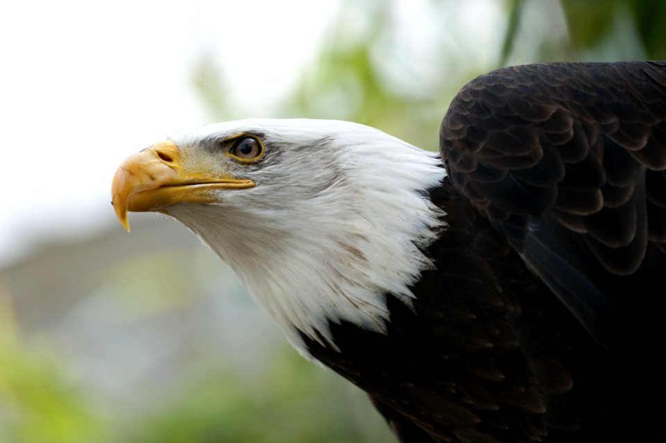 Beak Bird Of Prey Bird Eagle