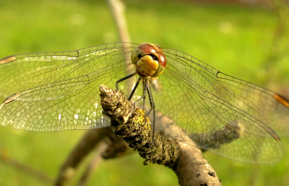 Dragonfly Insect Dragonflies And Damseflies Invertebrate
