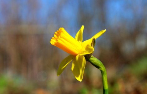 Flower Yellow Flora Plant photo