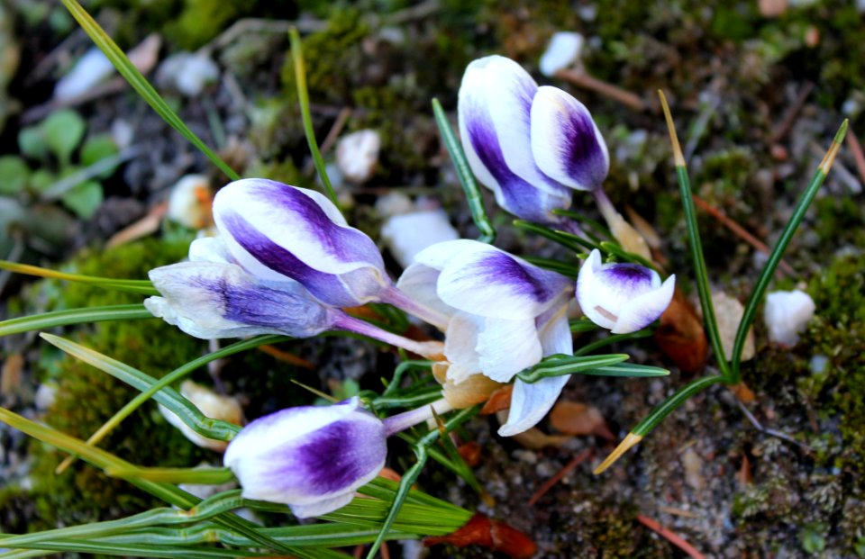 Plant Flower Flora Flowering Plant