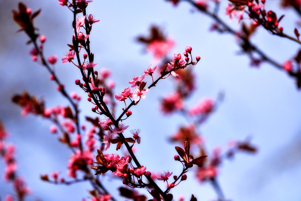 Blossom Branch Pink Spring