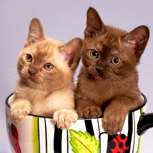 Cat Small To Medium Sized Cats Mammal Burmese photo